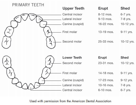 Baby Teething Chart